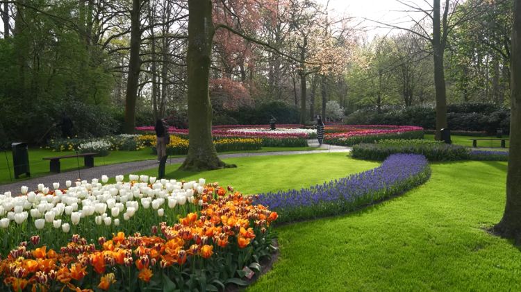 Travel to Keukenhof the Paradise of Tulips