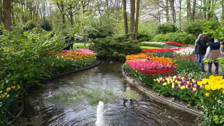 Travel to Keukenhof the Paradise of Tulips