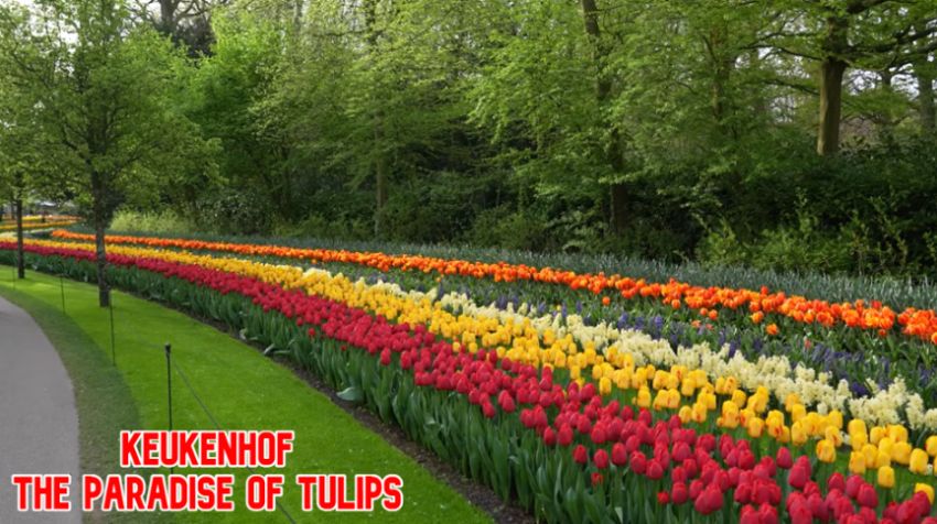 Travel to Keukenhof the Paradise of Tulips